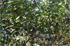 Litsea monopetala